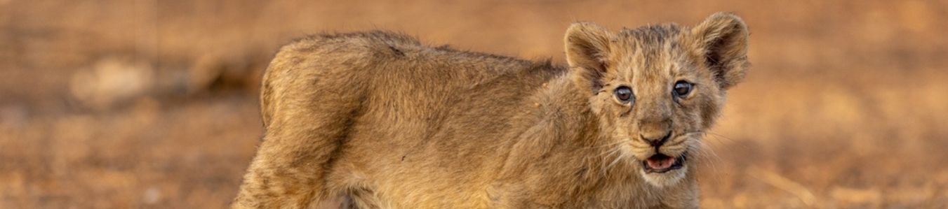 How to Plan Gir National Park Trip?