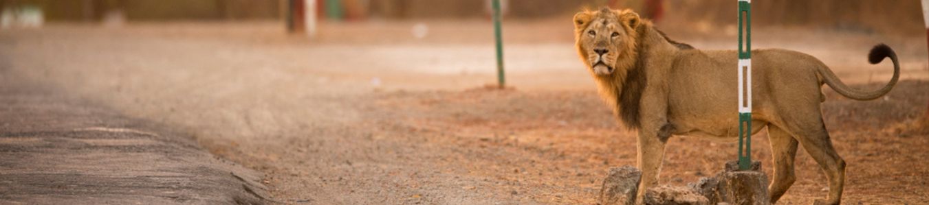 Best Time to Visit Sasan Gir