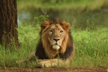 Resort in Sasan Gir: Key Things to Check Before You Book Your Stay