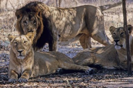 Where to Stay in Sasan Gir Best Gir Lion Resort for Family & Seniors