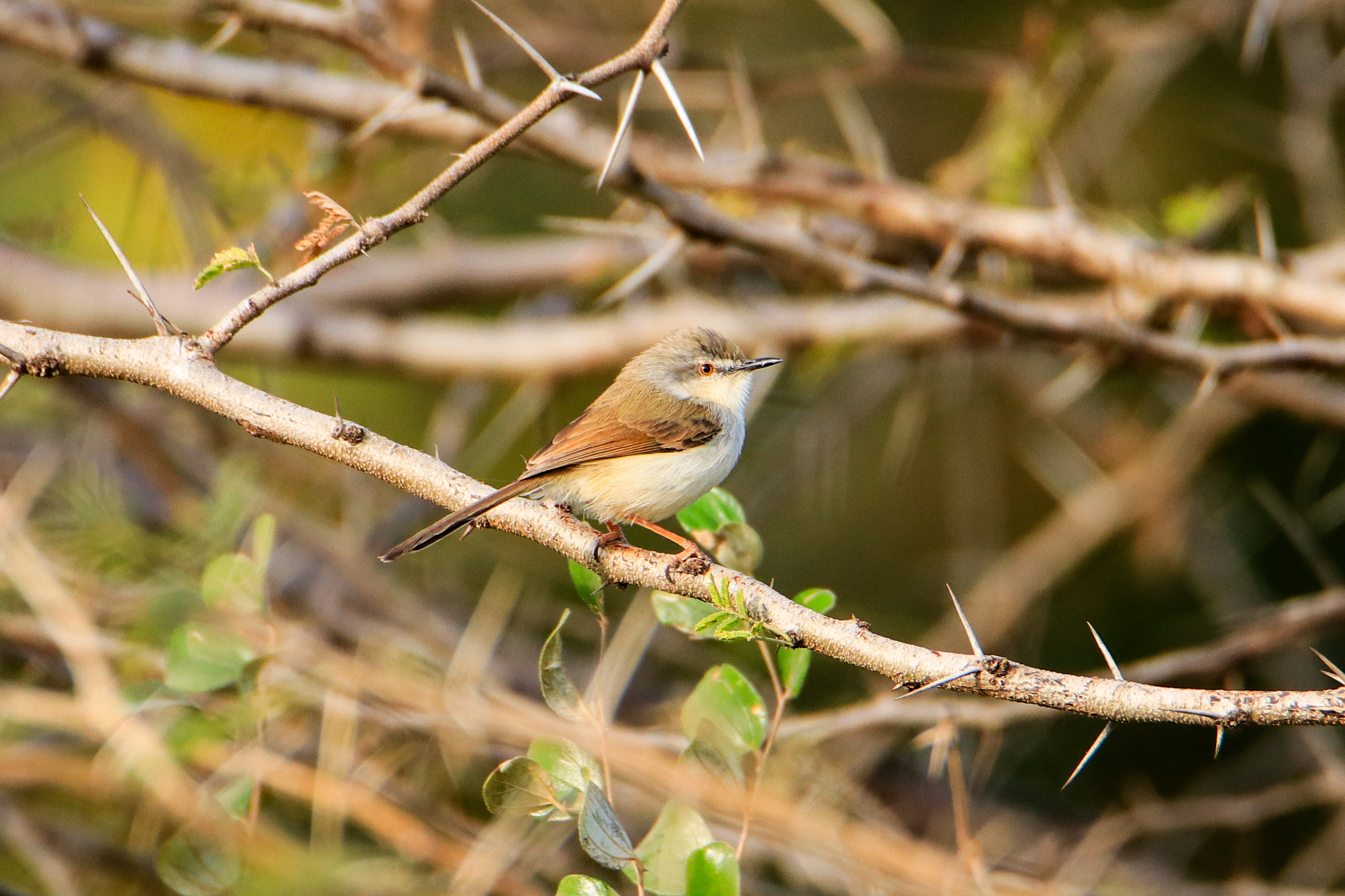 Birdwatching at Aranya Gir Resort: A Paradise for Nature & Wildlife Lovers Part-1