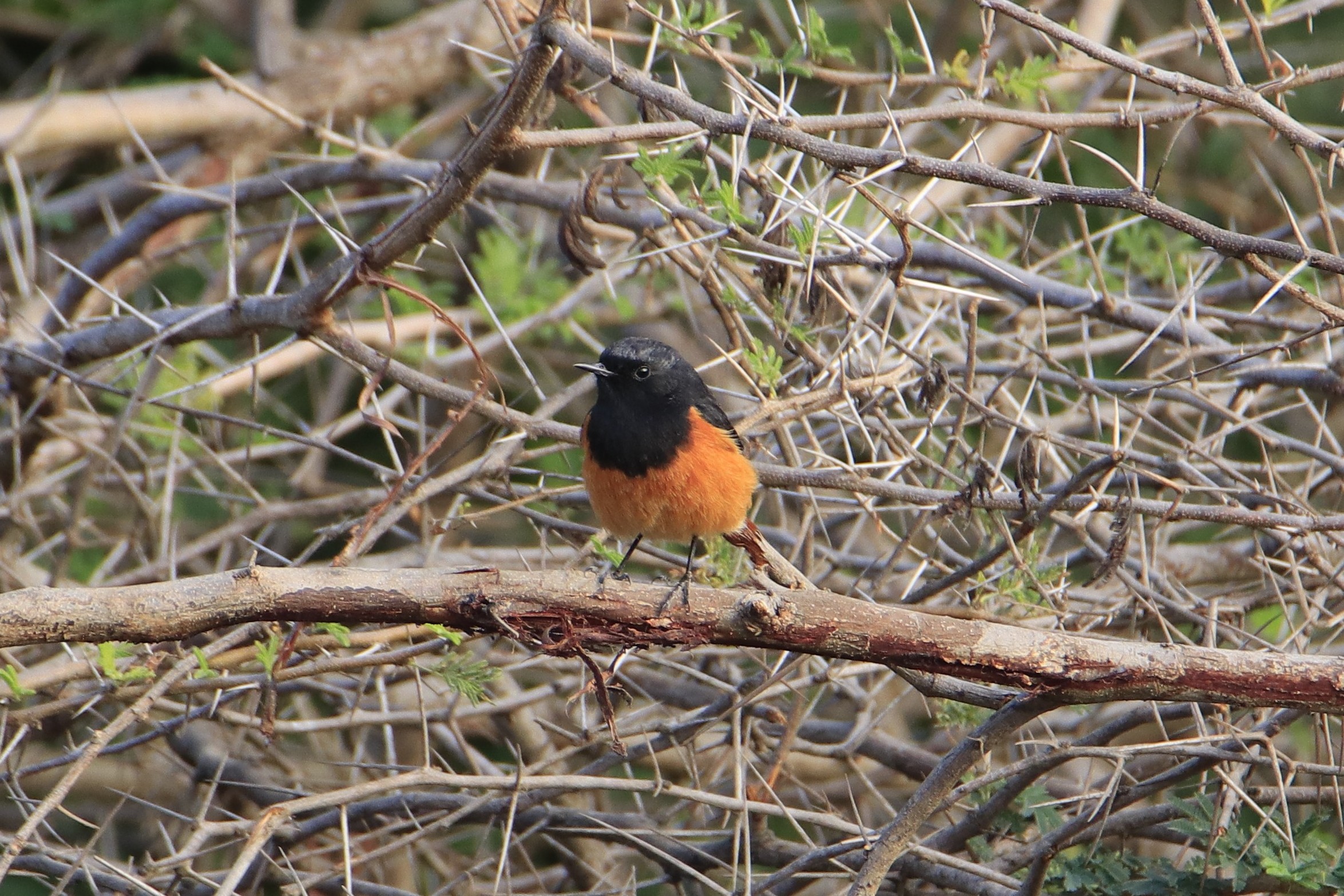 Birdwatching at Aranya Gir Resort: A Paradise for Nature & Wildlife Lovers Part-2