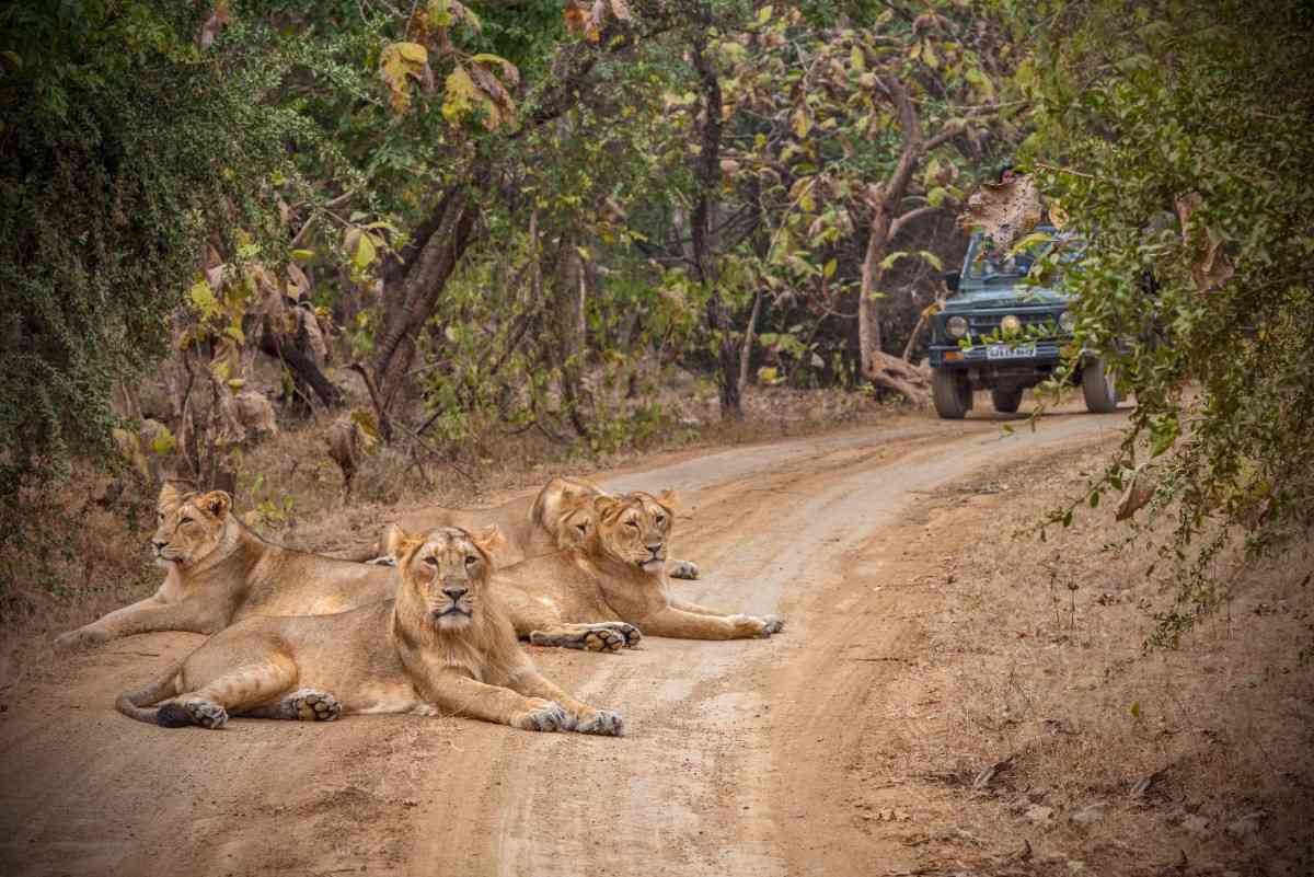 Gir National Park